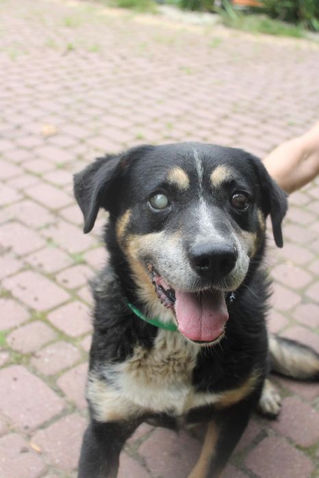 NIEWIDOMY kochany duży pies szuka domu