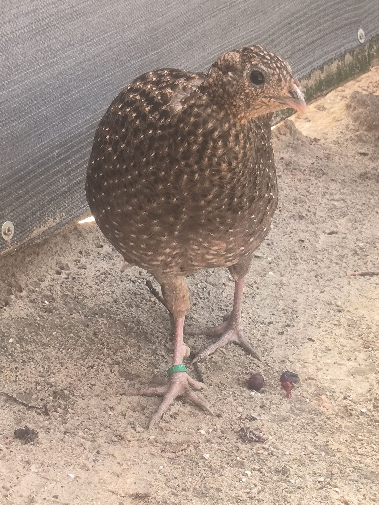 Kura satyr 2021r. Tragopan