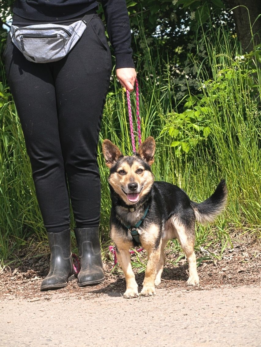 Słodki piesek w typie corgi o dużych uszkach szuka domu