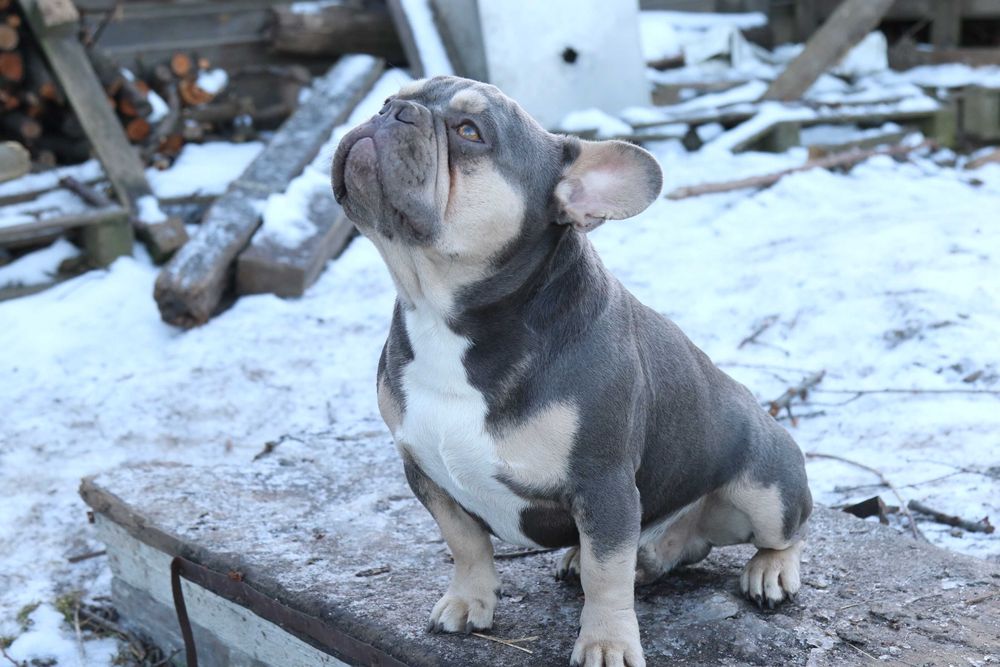 Лілак тан запрошує наречаних