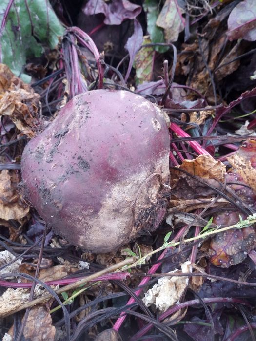 Буряк  столовий ,  морква, 10тонн  сорти   Боро,Пабло Кестрел,Канада