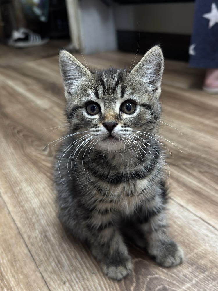 Котенок девочка в хорошие руки