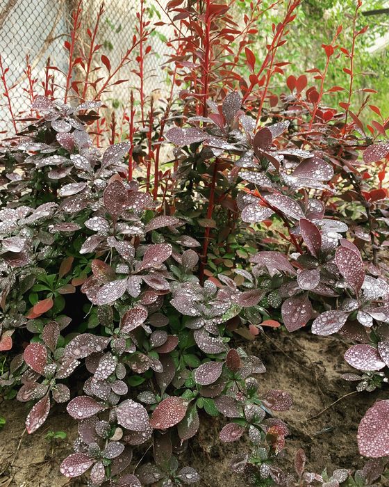 Саджанці : туя , самшит, ялівець, бересклет , Кипарисовик