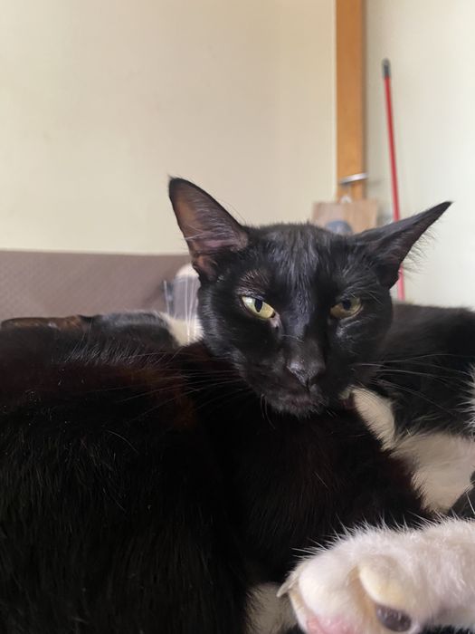 Gatos para adoção