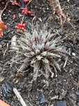 Suculenta Aloe Haworthioides