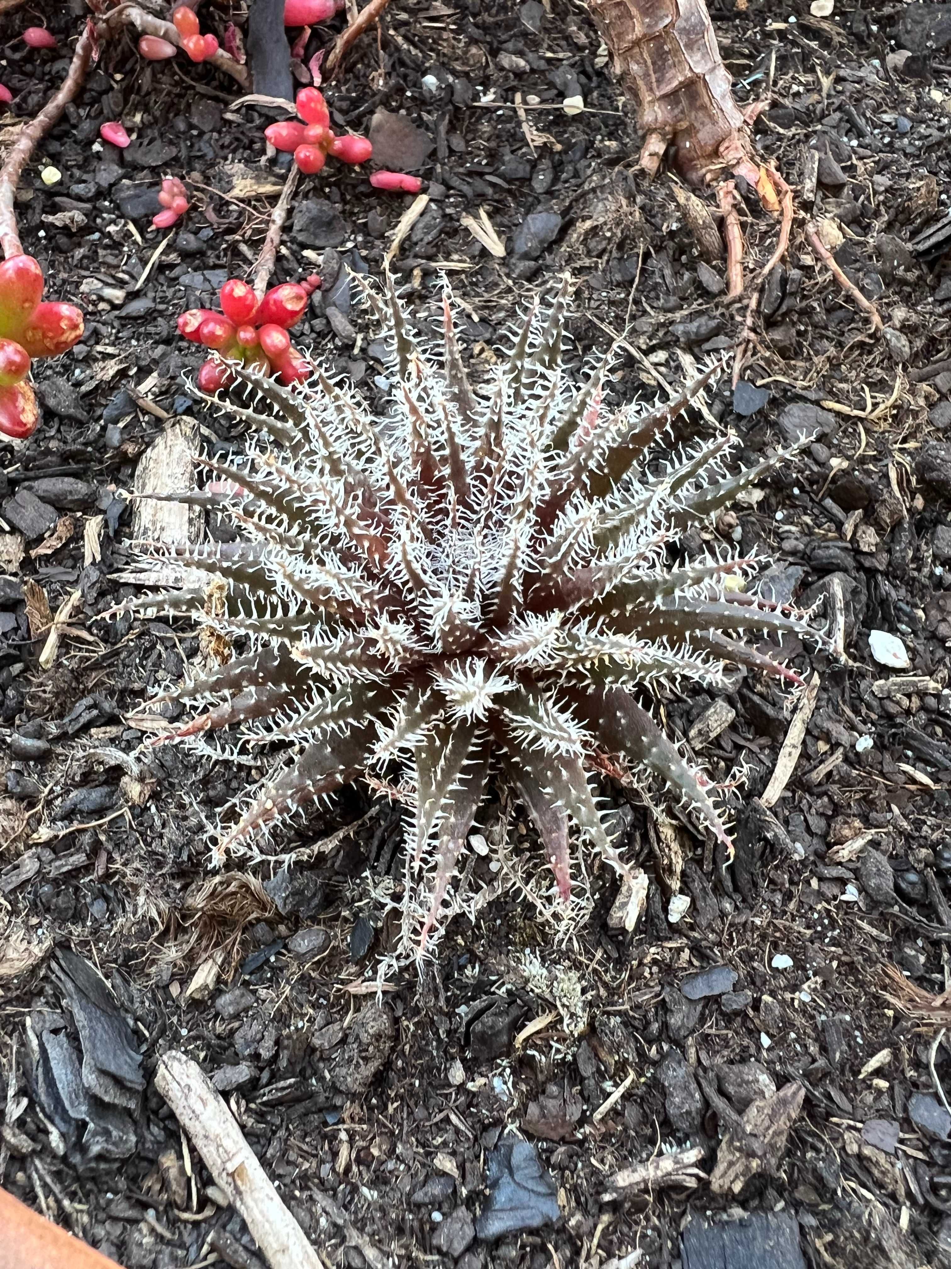 Suculenta Aloe Haworthioides