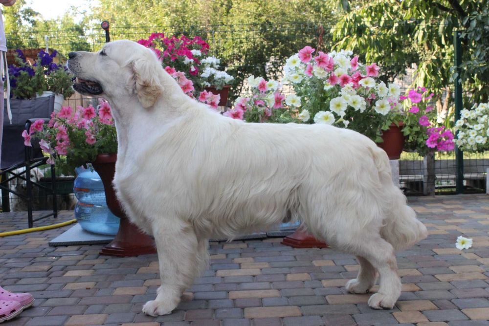 Племенной кобель Голден Ретривер