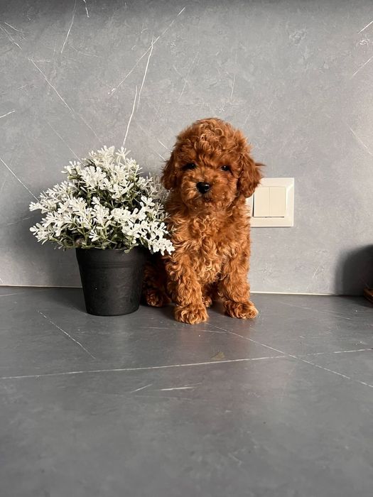 Шикарна красуня . той пудель "