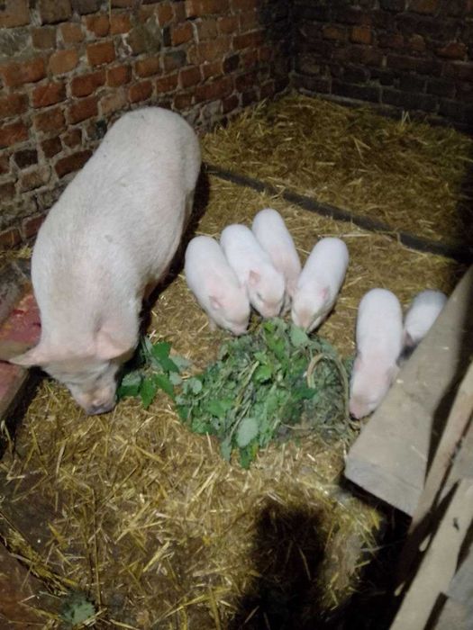 Продам Корейских Поросяток