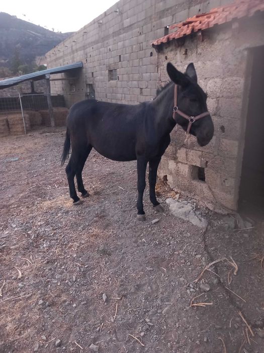 Burras para venda