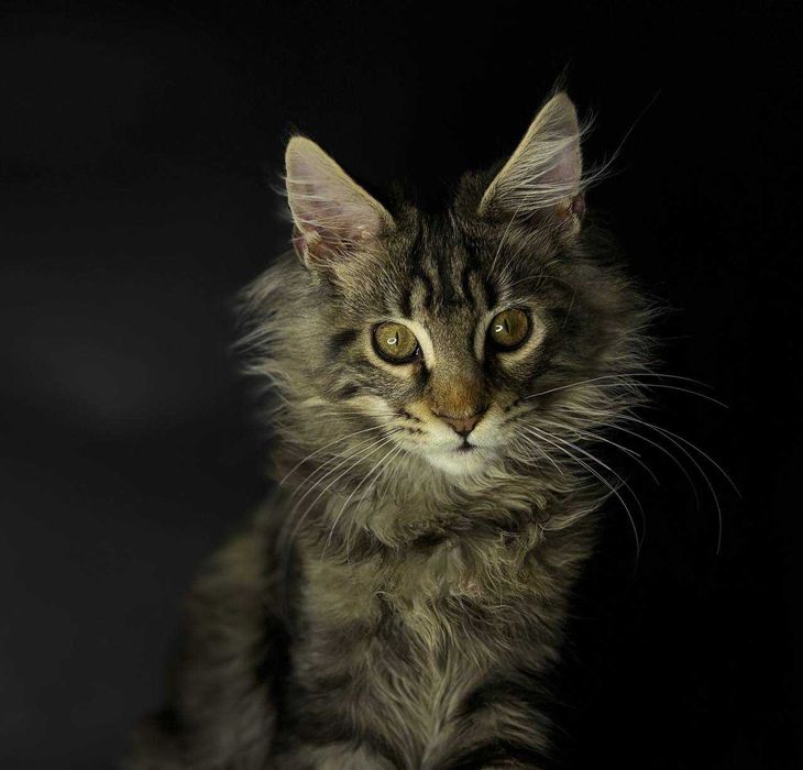 Мейн кун кішечка зі всіма документами WCF та щепленнями Доставка