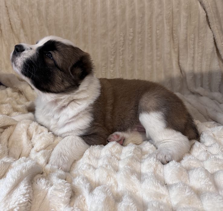 Продам цеценят САО (алабай)