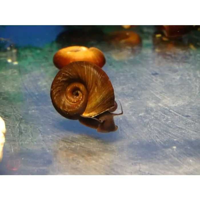 Caracóis Planorbis Corneus
