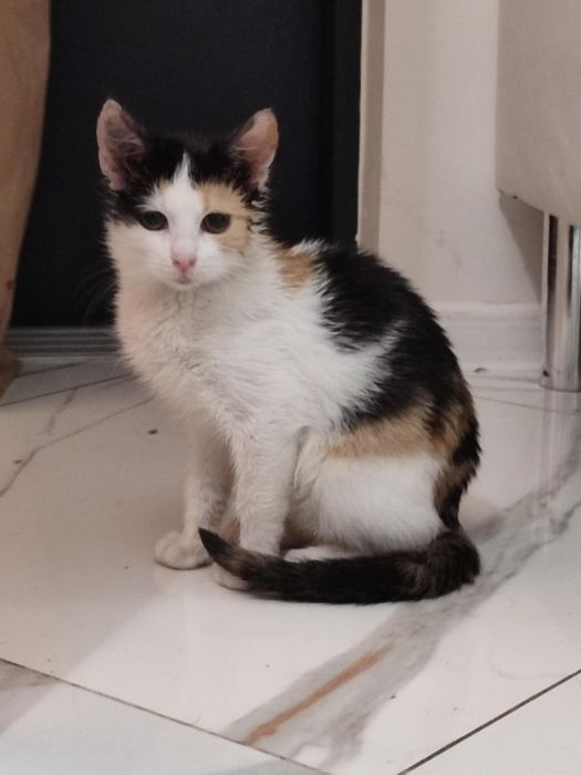 Do adopcji trricolorka