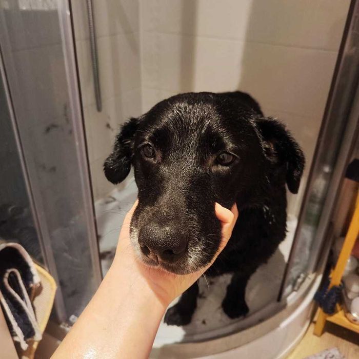 Do adopcji Cola !