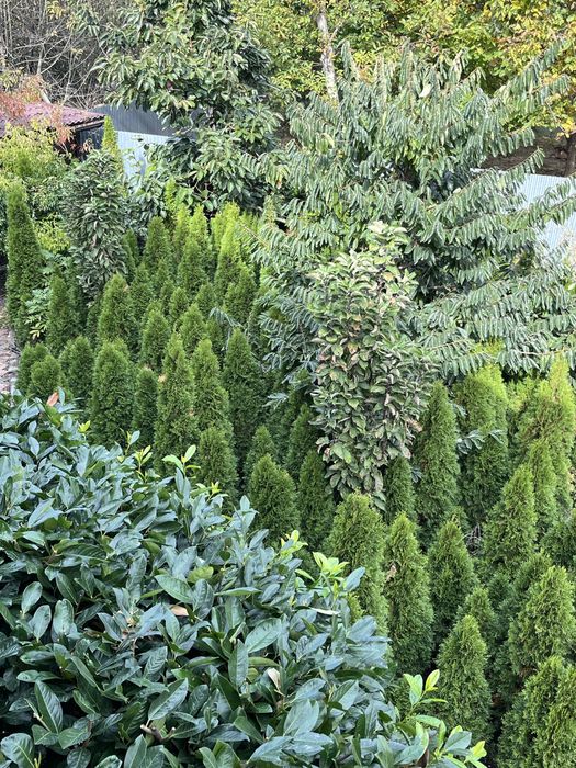 Продам туі смарагд