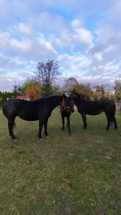 Sprzedam konie śląskie likwidacja stada DZWOŃ DOGADAMY SIĘ!!!