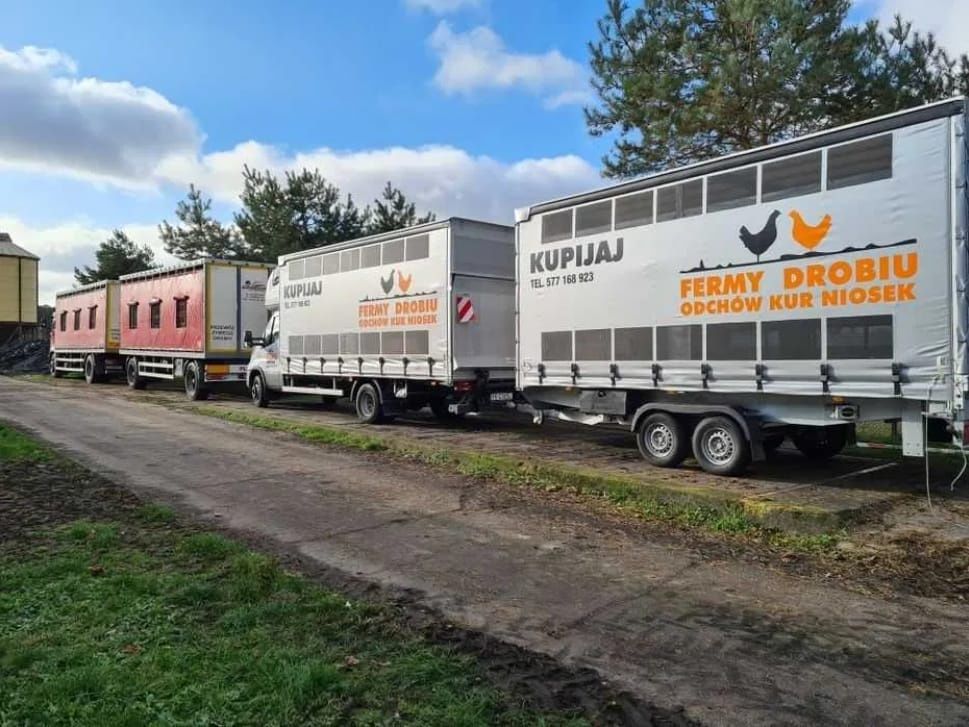 Rossa leghorn młode kurki transport z58