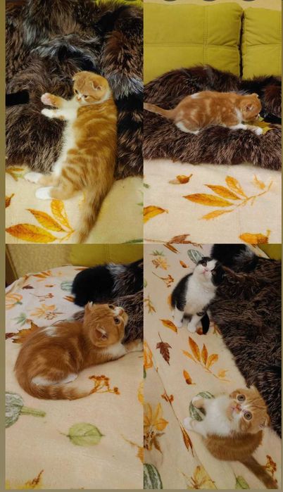 Шотландькі котята