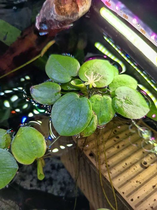 Vendo ou Troco; Amazon Frogbit (Limnobium laevigatum)