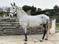 Cavalo cruzado Lusitano