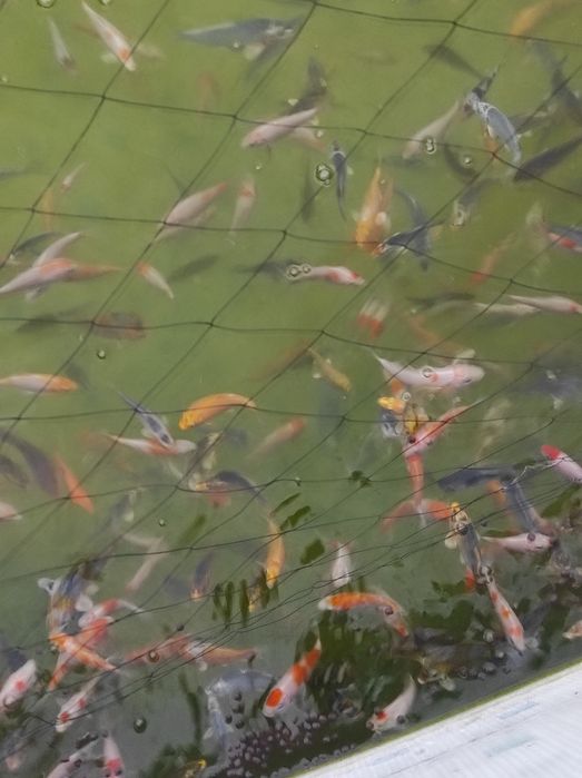 Karp koi narybek