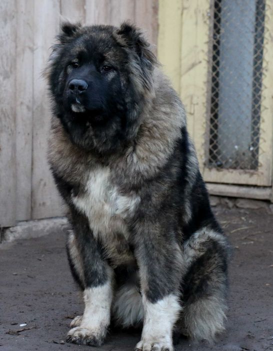 Цуценята кавказьких вівчарок