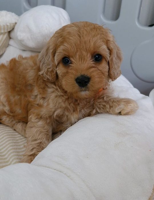 Chłopiec Cavapoo f1 ** HENIO **