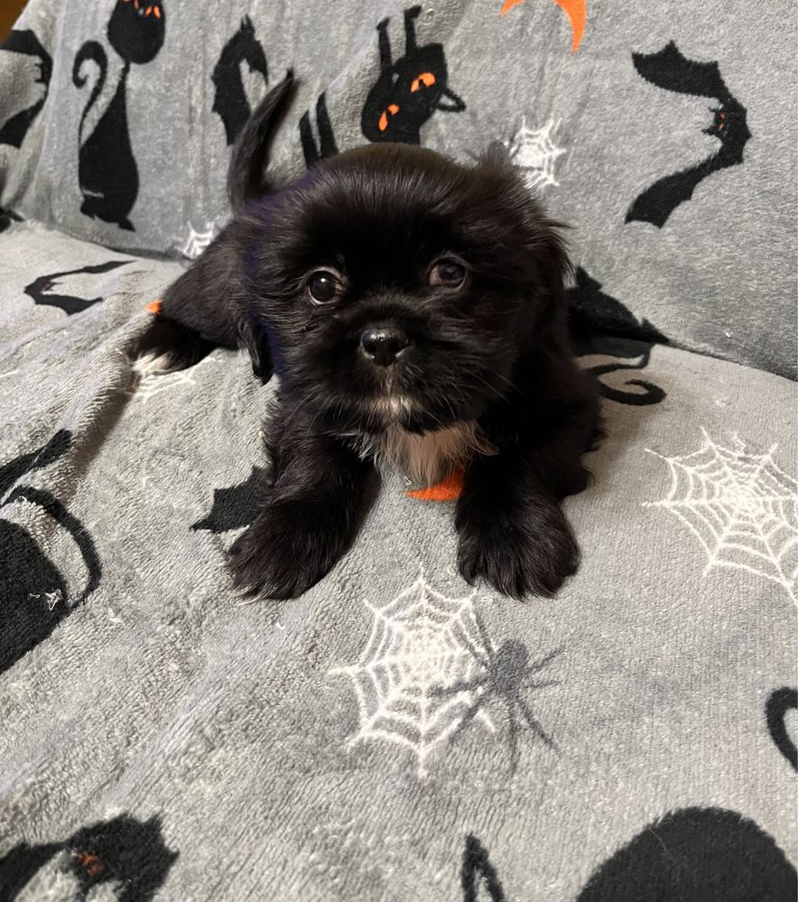 Shih tzu piesek