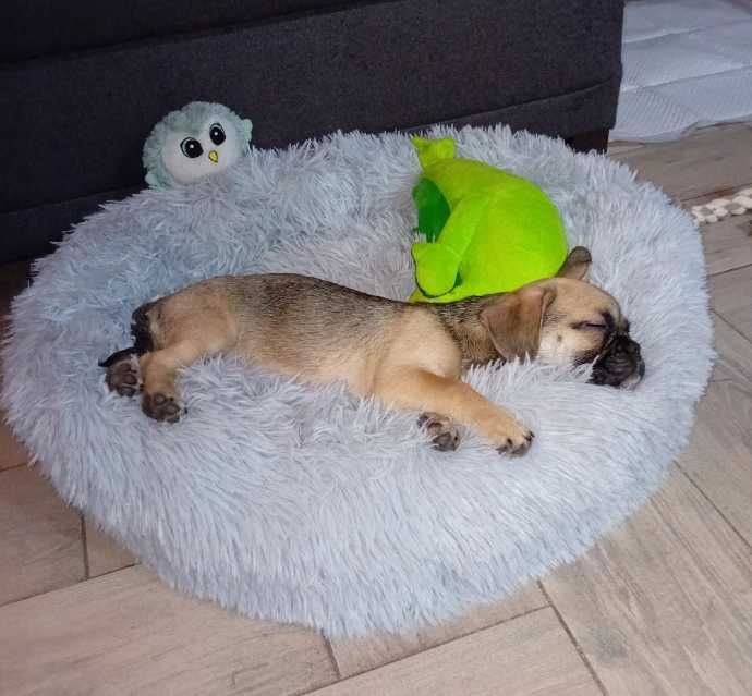 Legowisko dla kota psa szczeniaka włochate miękkie poduszka