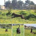 Serviço pet sitting , estadia e vamos a sua casa passear o seu cão