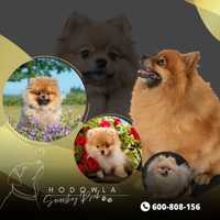 Szpic miniaturowy pomeranian