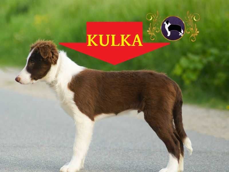 Pan Kulka Border Collie. Pochodzenie FCI. Lizus do kwadratu