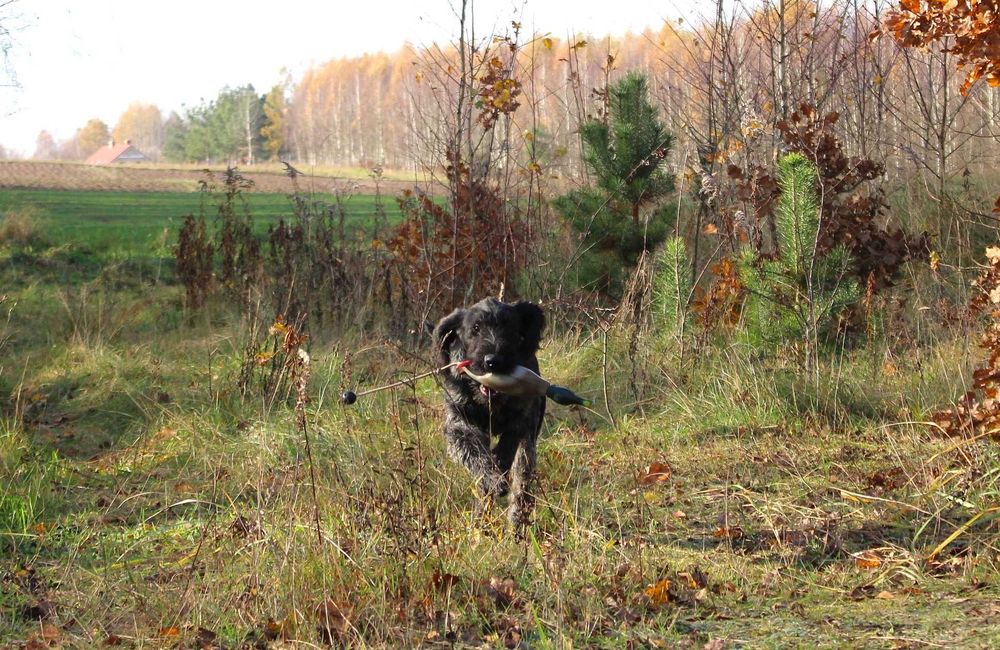 Wyżeł niemiecki szorstkowłosy / czarny deresz