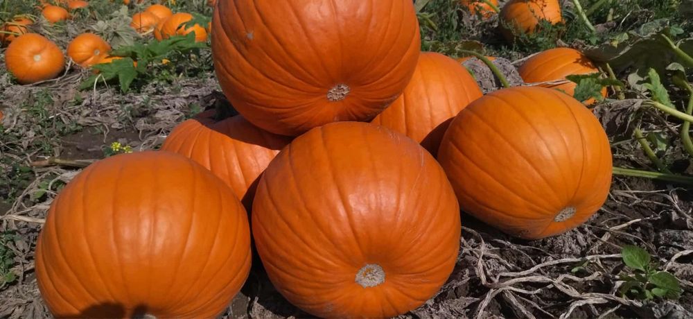 Dynia halloween.