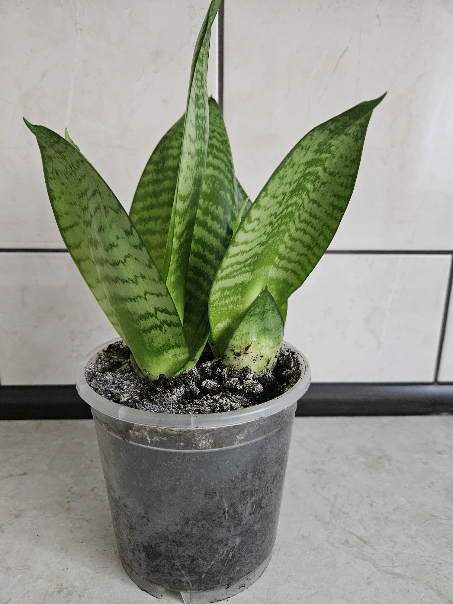 Sansevieria doniczka