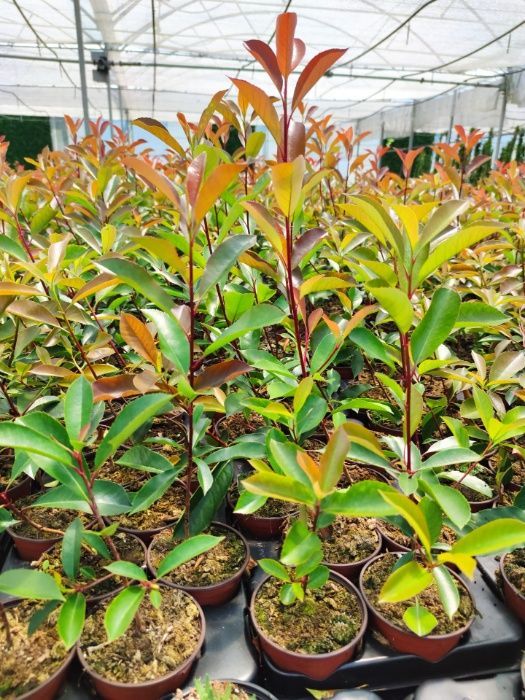Photinia Red Robin 1L - Alt.50/70CM