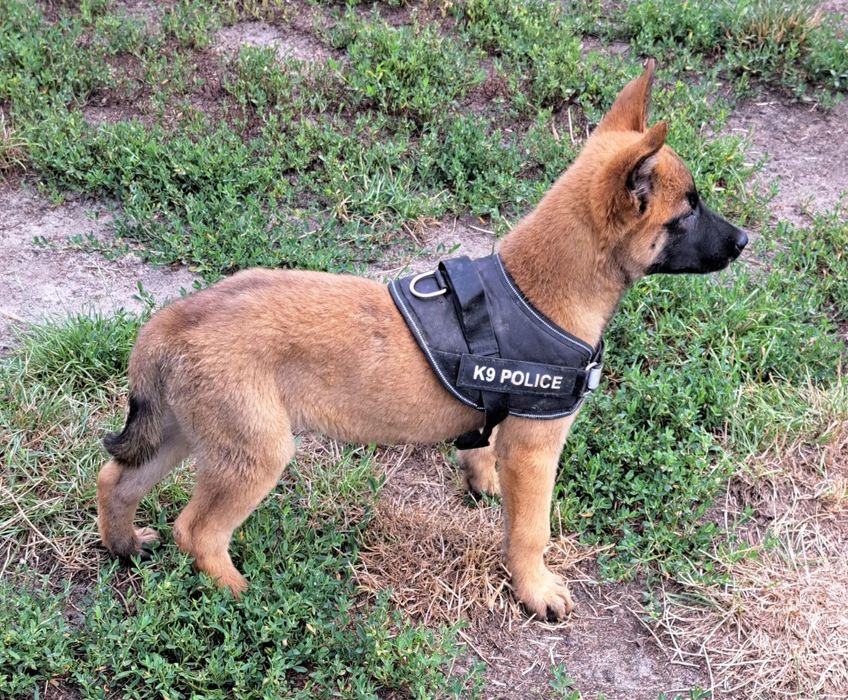 Owczarek belgijski Malinois suczka
