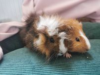 Cavia domowa Świnka Morska