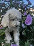 Piesek szczeniak maltipoo, zaledwie 2kg, tata FCI