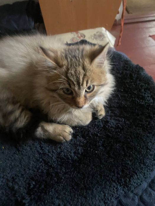 Гарненький пухнастий домашній котик