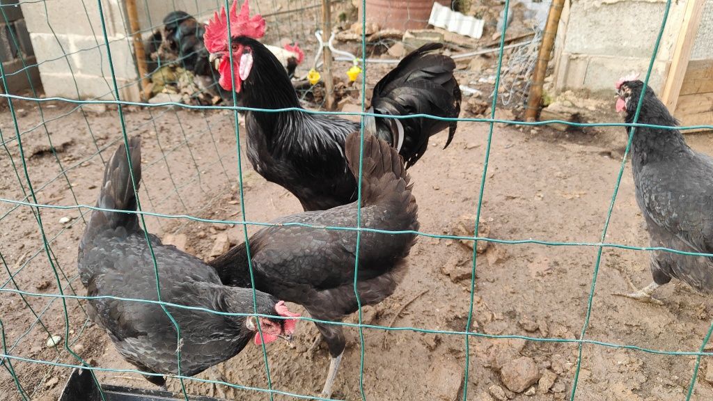 Ovos férteis de galinha de raças puras