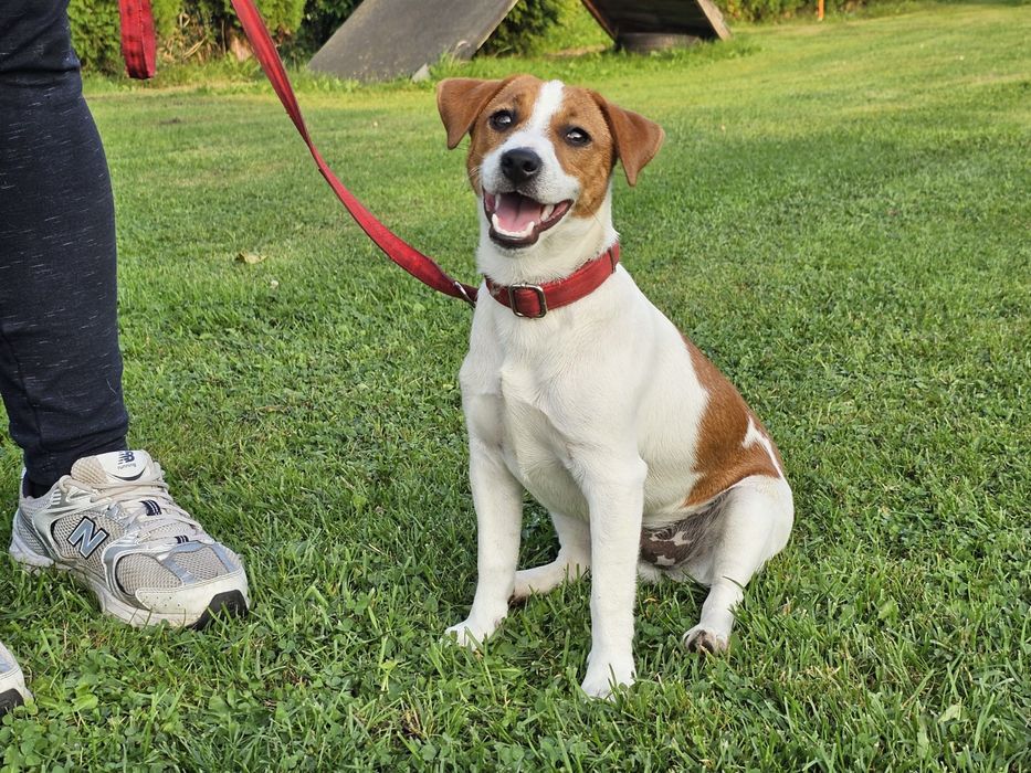 Piesek Jack Russell Terrier