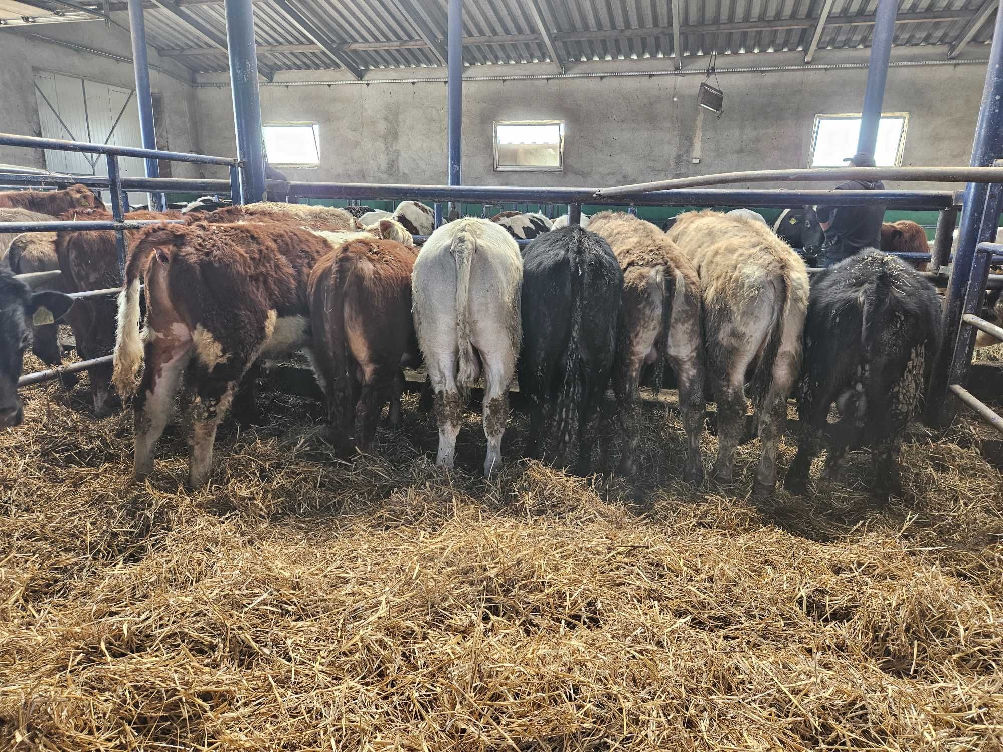 byczki odsadki byk byki mięsne Limousin Hereford  Angus