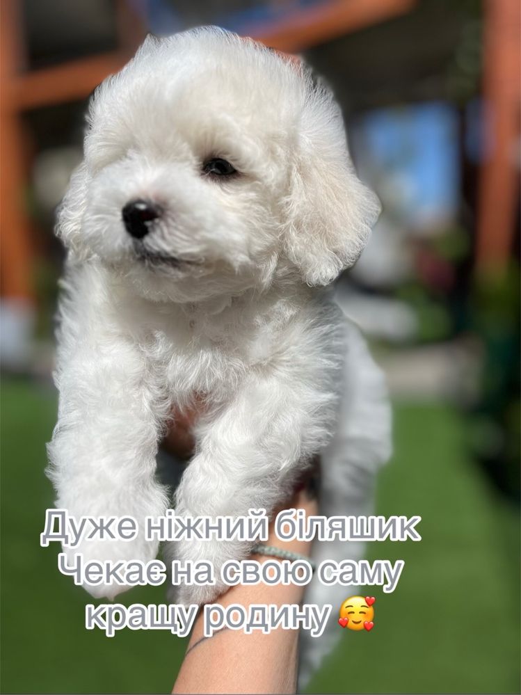 Бішон фоізе/хлопчик