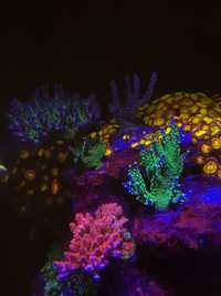 Bardzo różne koralowce