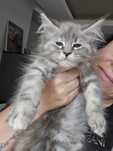Mainecoon Felis Polonia kotka