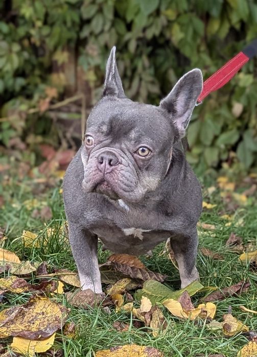 Дівчинка шукає нову сім'ю