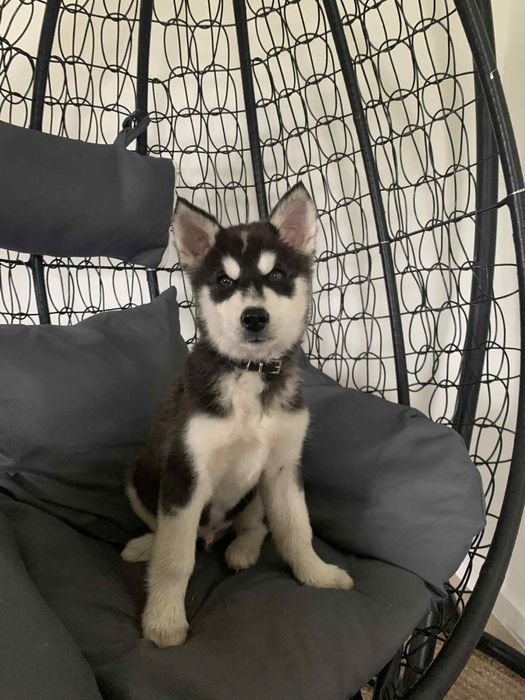 Szczeniak Syberian Husky