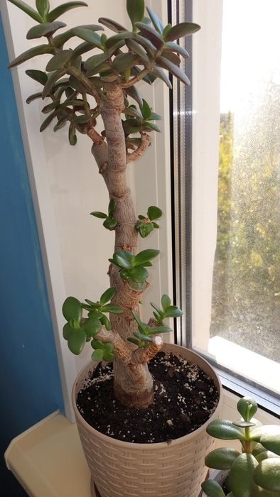 Грошове дерево толстянка